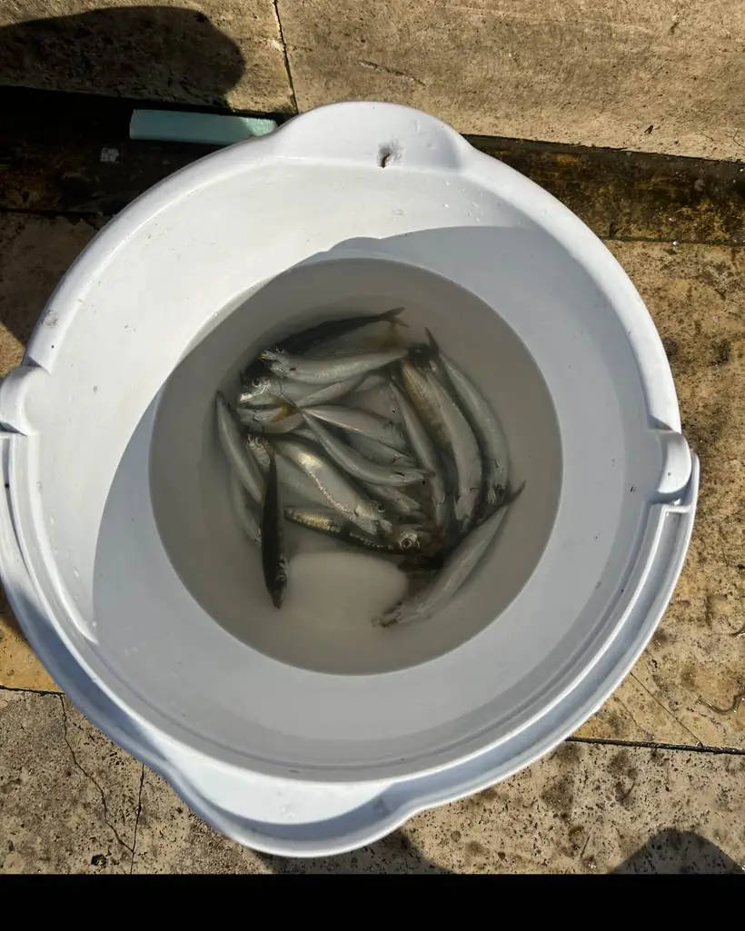 A bucket of horse mackerel caught from the shore